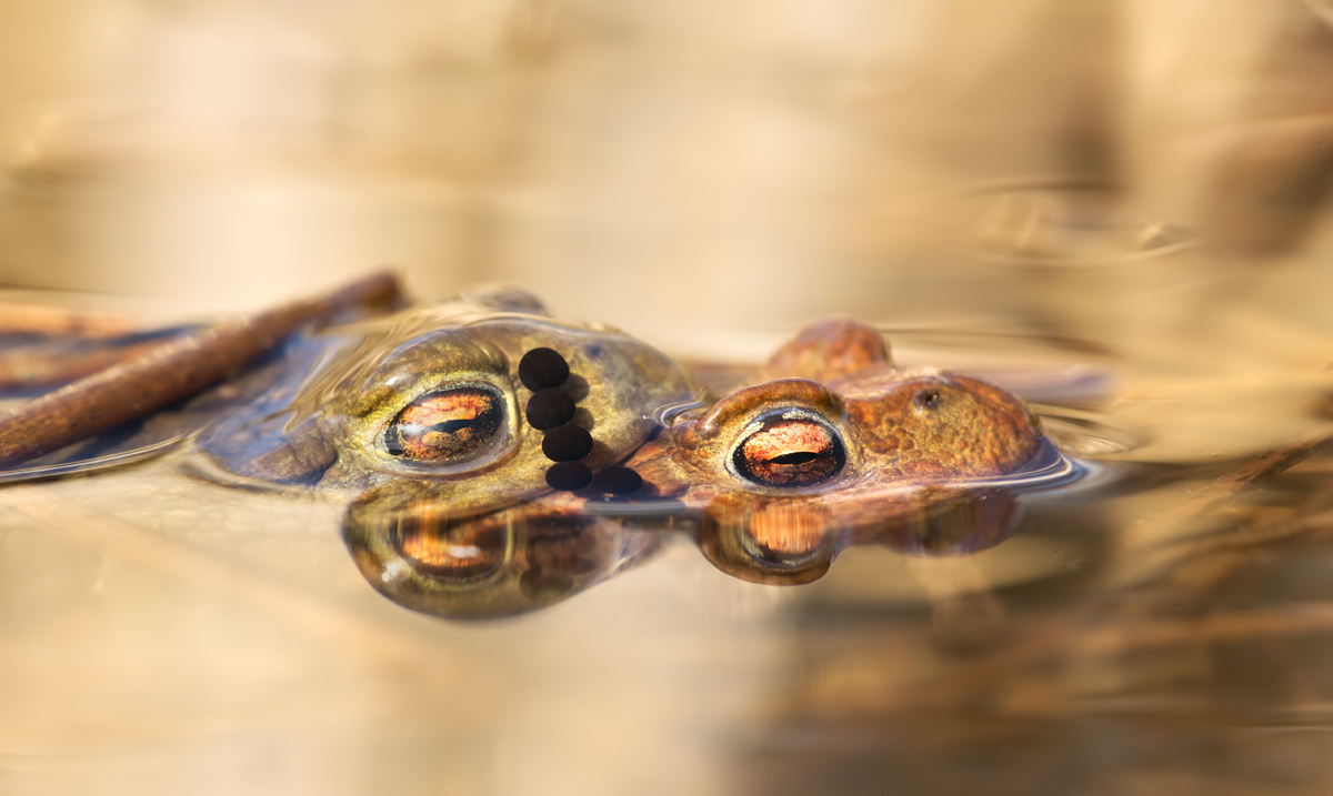 Common Toads Mating 3